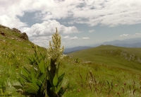 FotosRGES: Plant-on-mountain-[AT-2001]---KIH